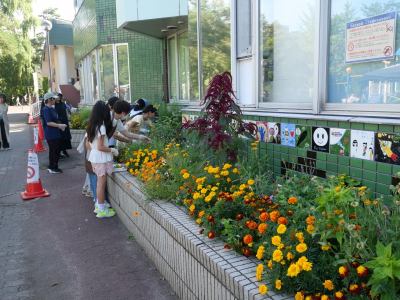 たねダンゴ花壇の開花のようす