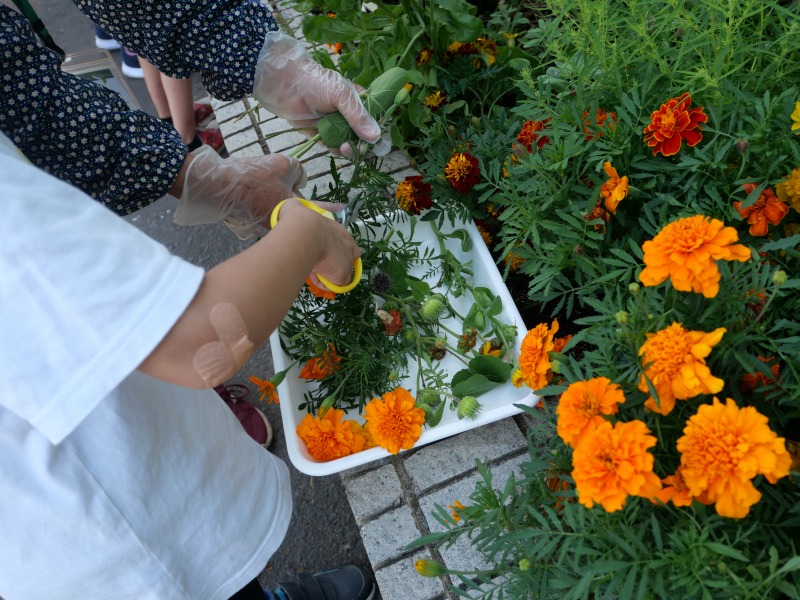 花壇の花を切っているところ