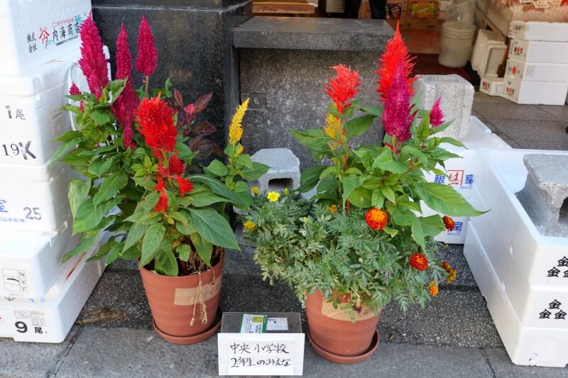 「「マイタウン・マイフラワープラン」フラワープランターの花が咲いています」のサムネイル