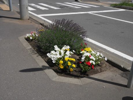 タウンガーデナーが刈り込みをアドバイスした、街路ますのラベンダー