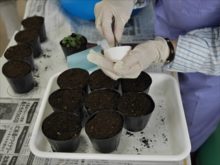 種まきをしているところ