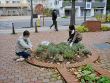 ラベンダー花壇の作業状況