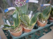 斑入りのコチョウラン