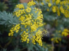 展示の鉢植えミモザ