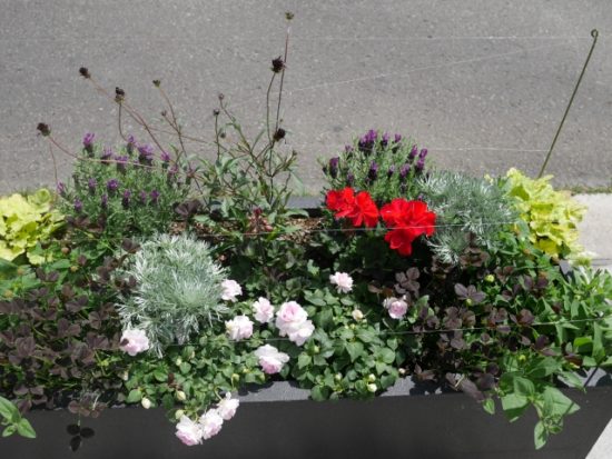 大ほうせんか班のコンテナ