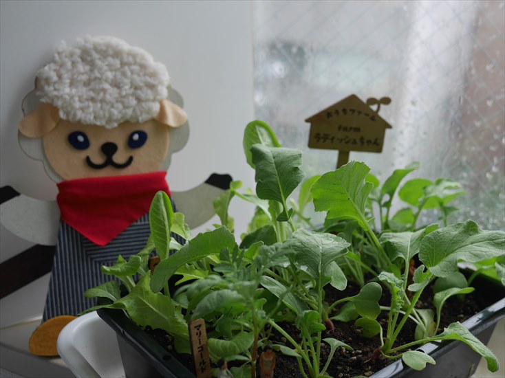 ラディッシュちゃんファーム