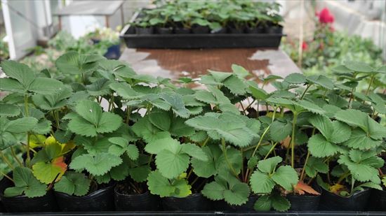 ランナーから増やしたイチゴ苗