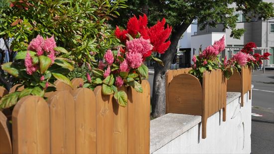 校門前のケイトウ