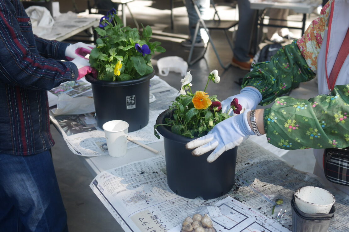 パンジーの植え込み