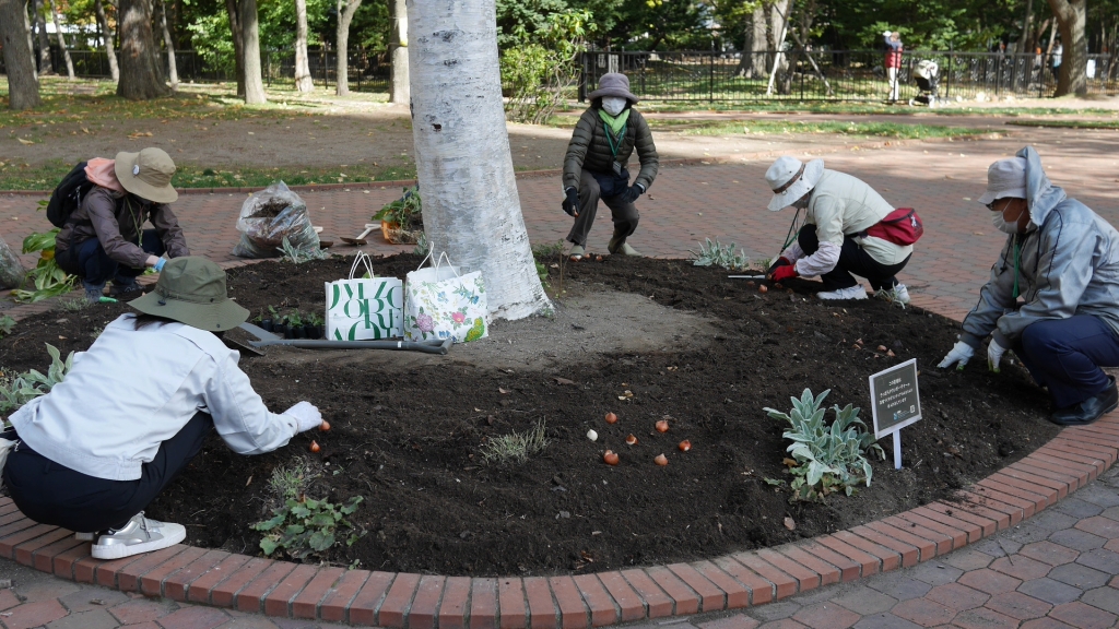 チューリップの球根植え