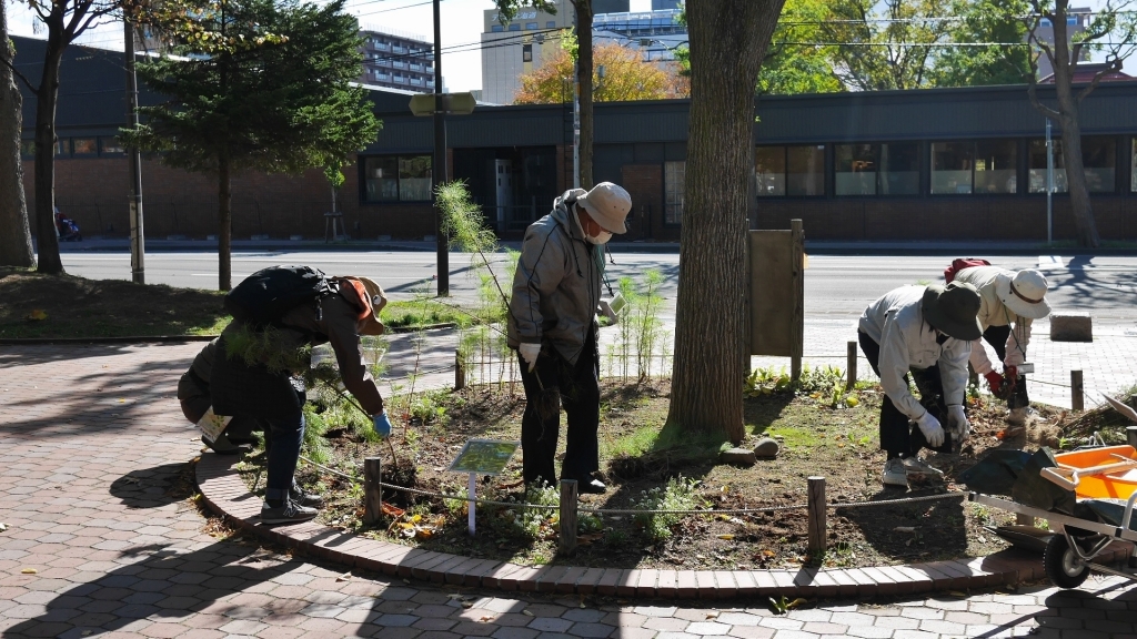 コスモスの抜き取り