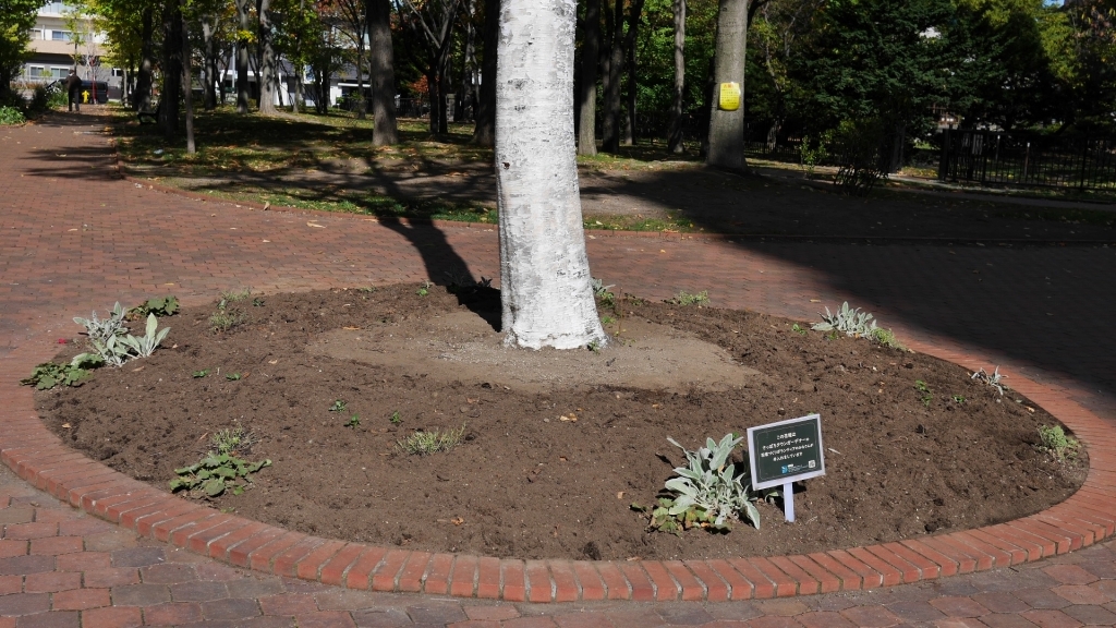 シラカバの円形花壇