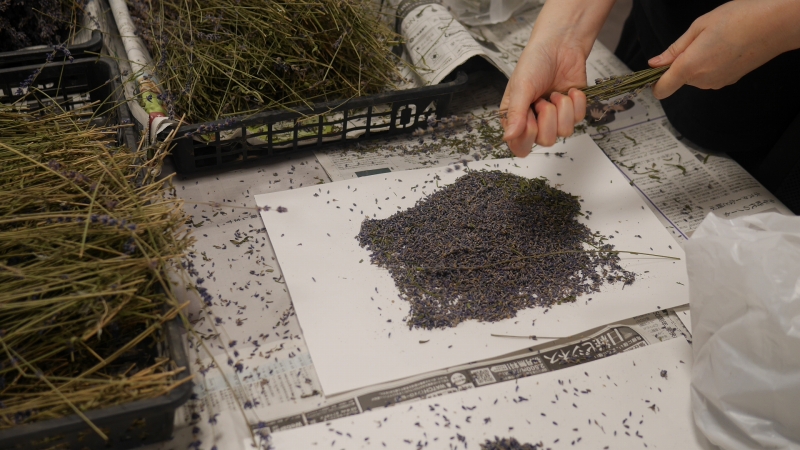 ラベンダーの花