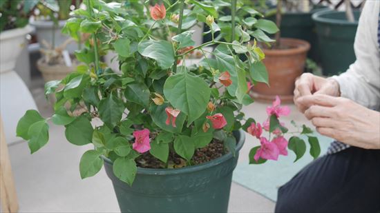 ブーゲンビリア