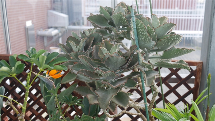 カランコエ　ファング