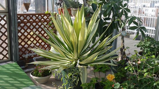 大きく育った観葉植物