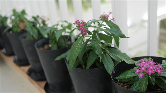 冬に室内で育てる鉢