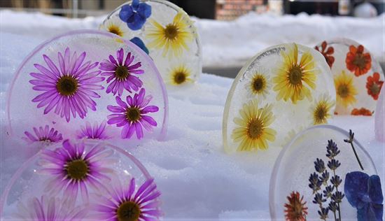 事務局前のはな氷