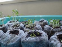 ６種類のハーブの種まき