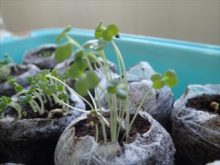 ルッコラの芽吹き