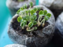 バジルの芽吹き