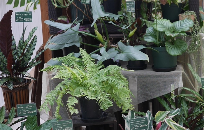 インドアグリーン