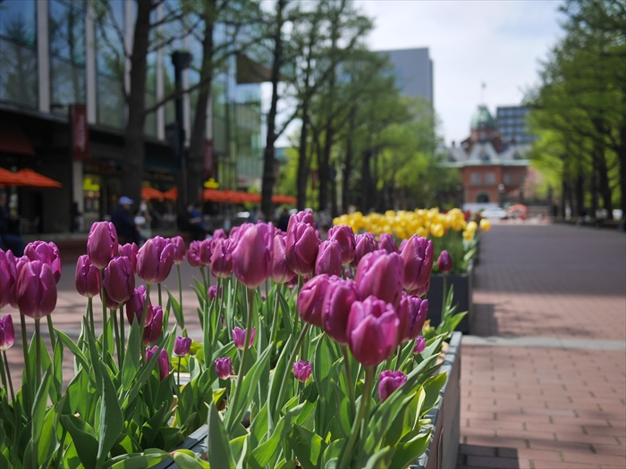 上湧別チューリップ祭りの様子