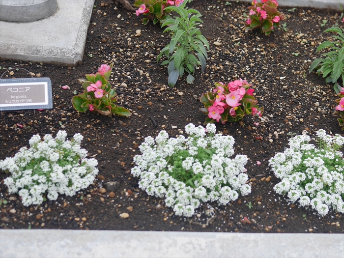 センター前の花壇の様子