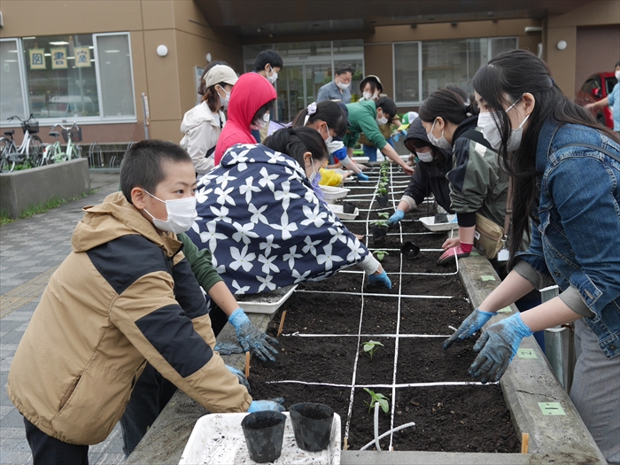 タネだんごを植えているところ