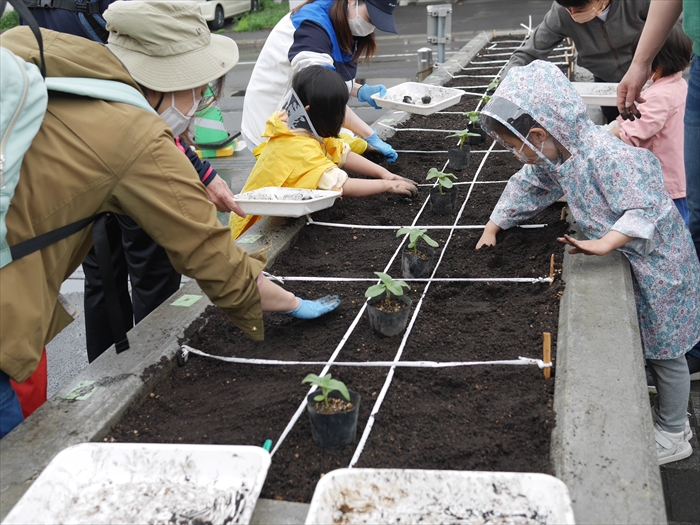 タネだんごを植えているところ