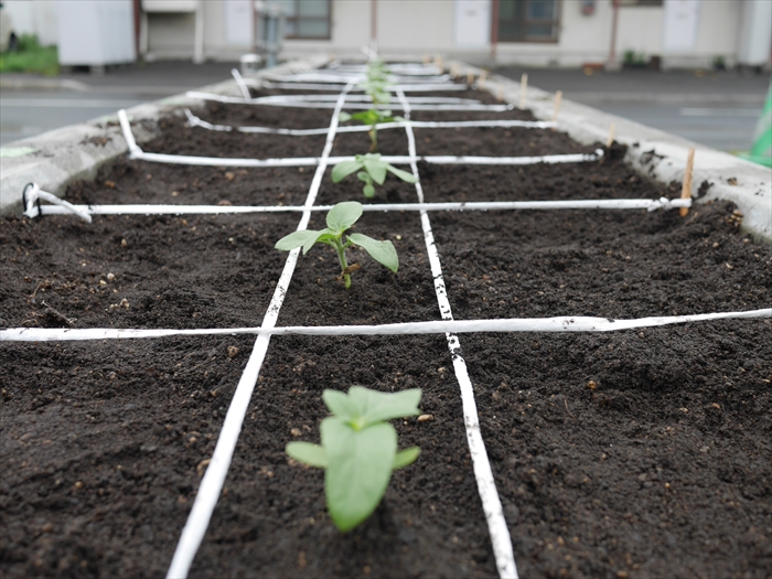 タネだんごの花壇