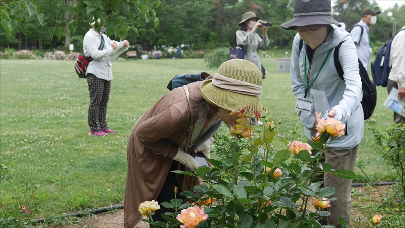 バラの香りをかいでいる