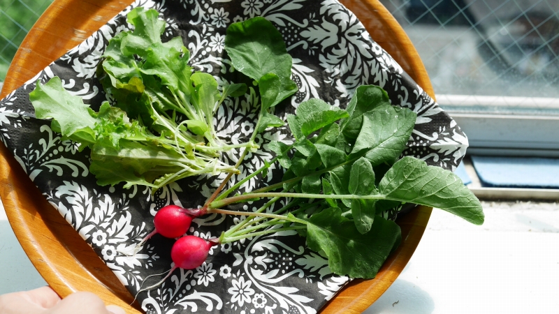 収穫した赤いラディッシュとミックスレタス