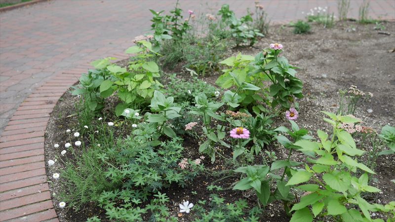 花壇の様子