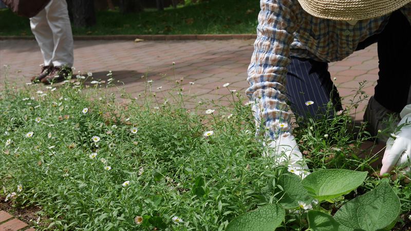 エリゲロンの開花