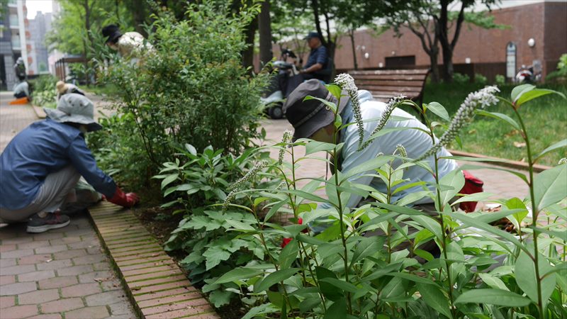 ボーダー花壇の整備