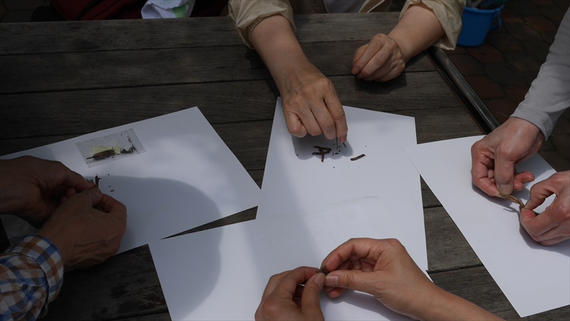 オダマキの種を出しているところ