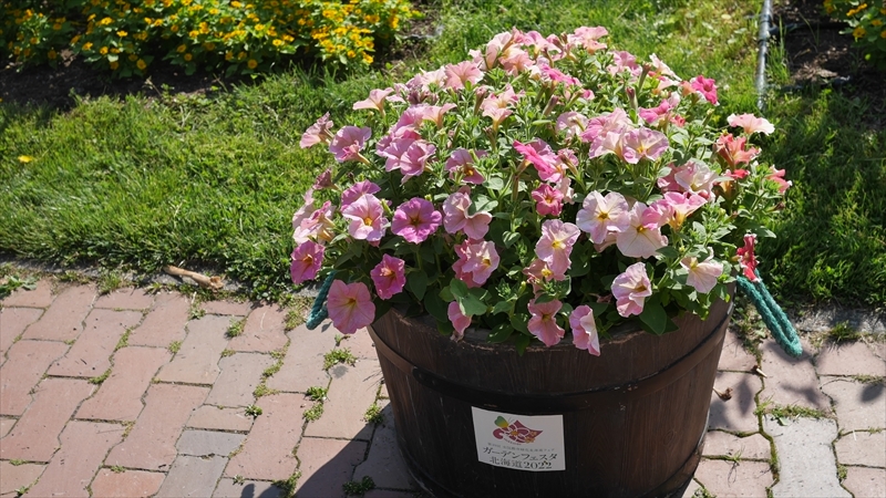 一重のペチュニアコンテナ