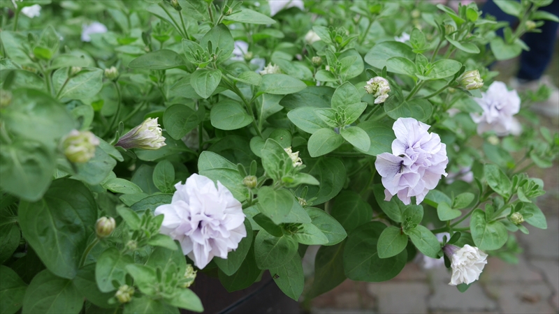 八重咲のペチュニアのコンテナ