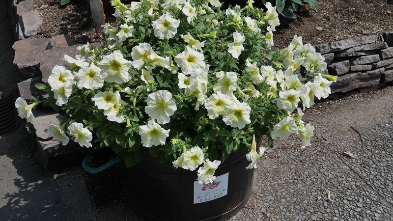 立ち上がる性質のペチュニア