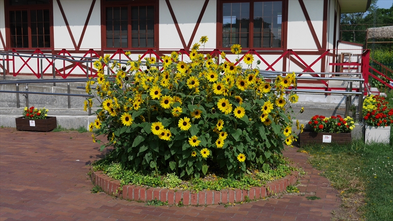 華やかなリリートレイン前の植栽
