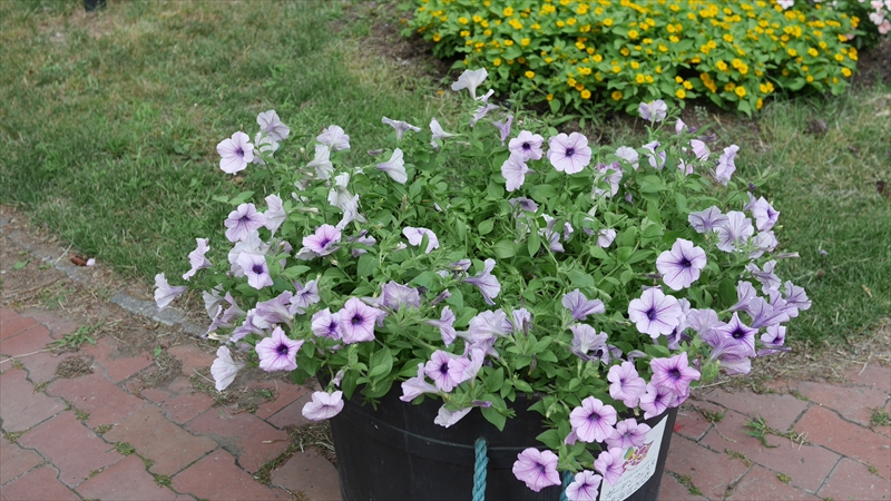 這う性質のペチュニアの困った状態