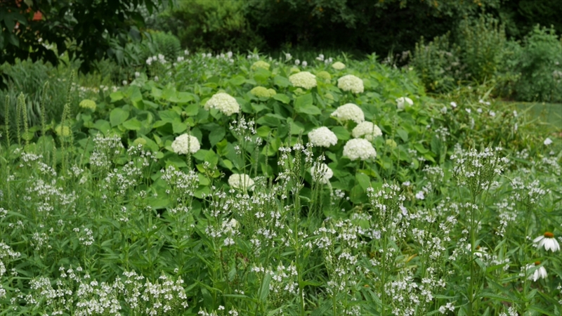 ホワイトガーデン