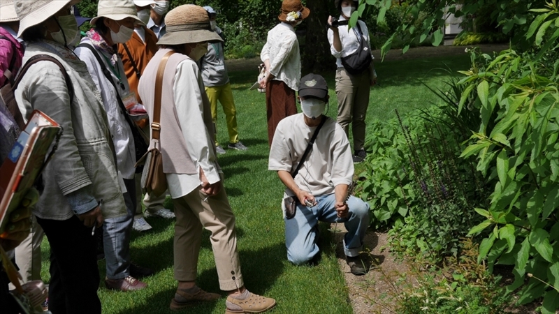 サルビアの花切り