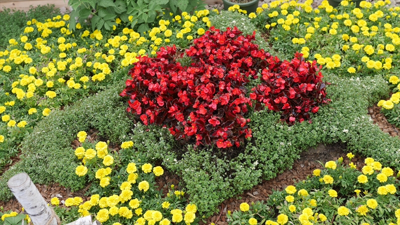 コンテスト花壇