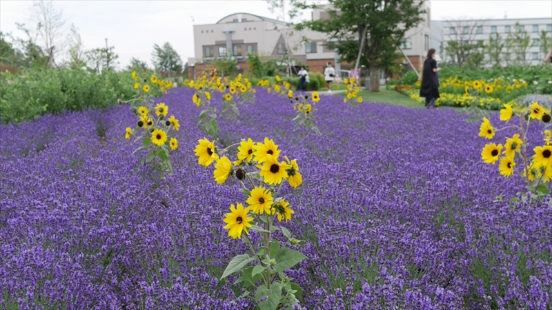 ラベンダーとヒマワリ