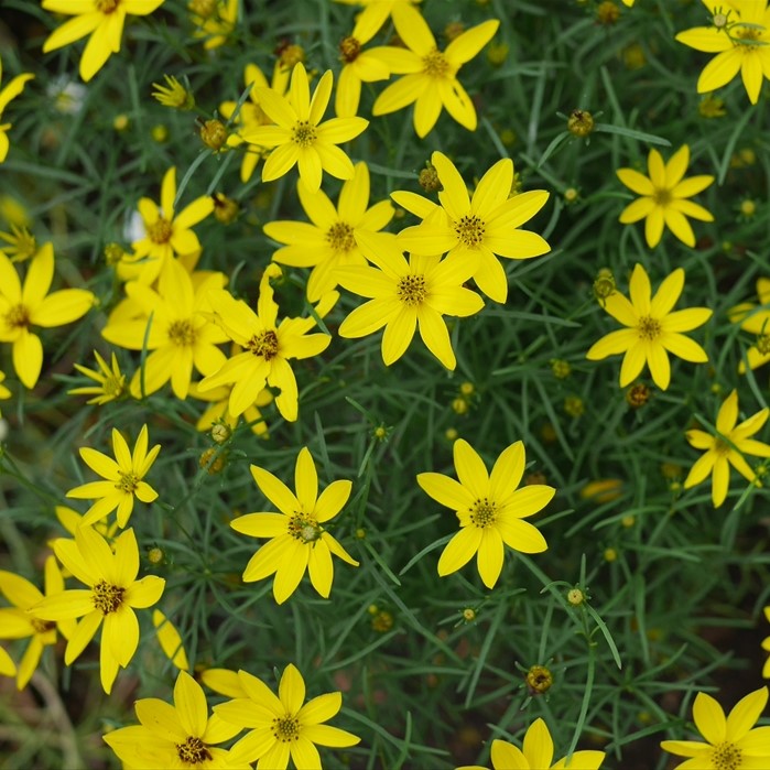 コレオプシスの花