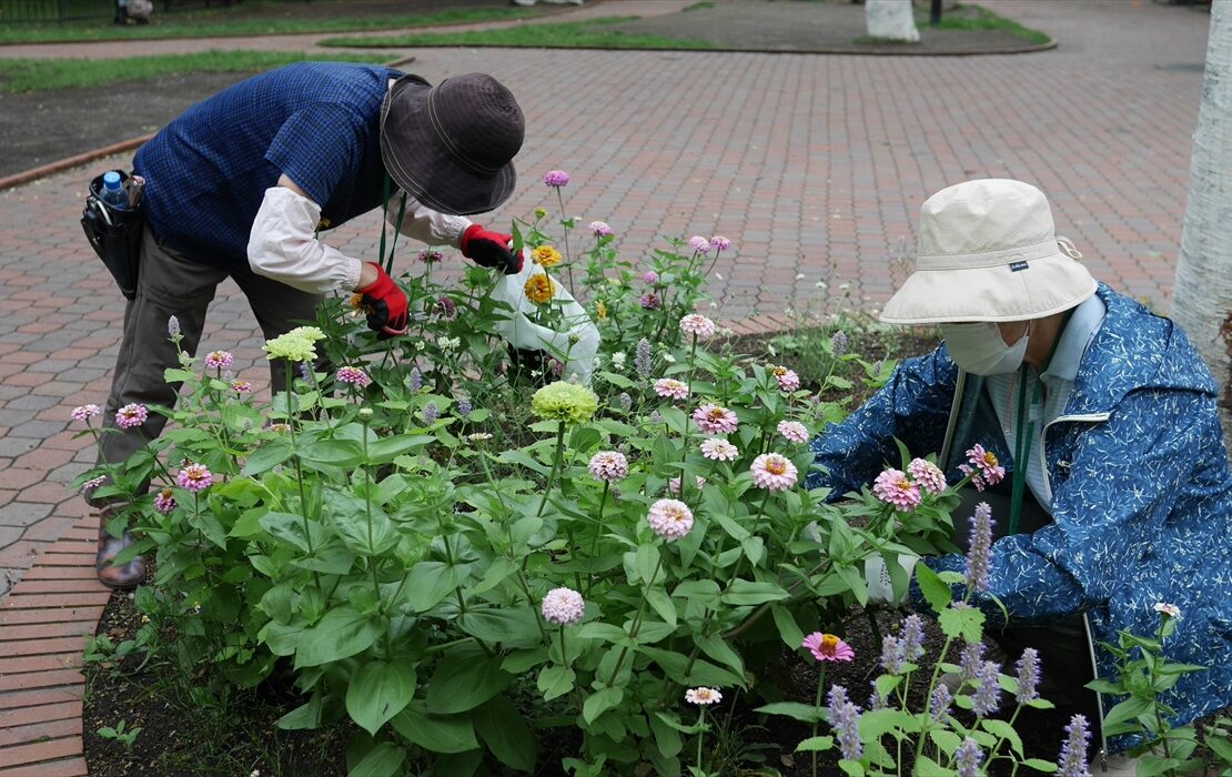 ジニアの切り戻しをしている
