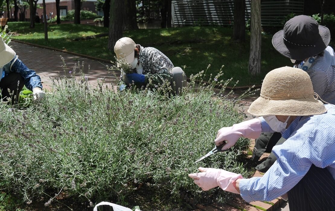 ラベンダーの切り戻し