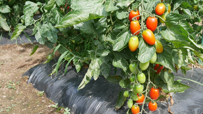 鈴なりのトマト